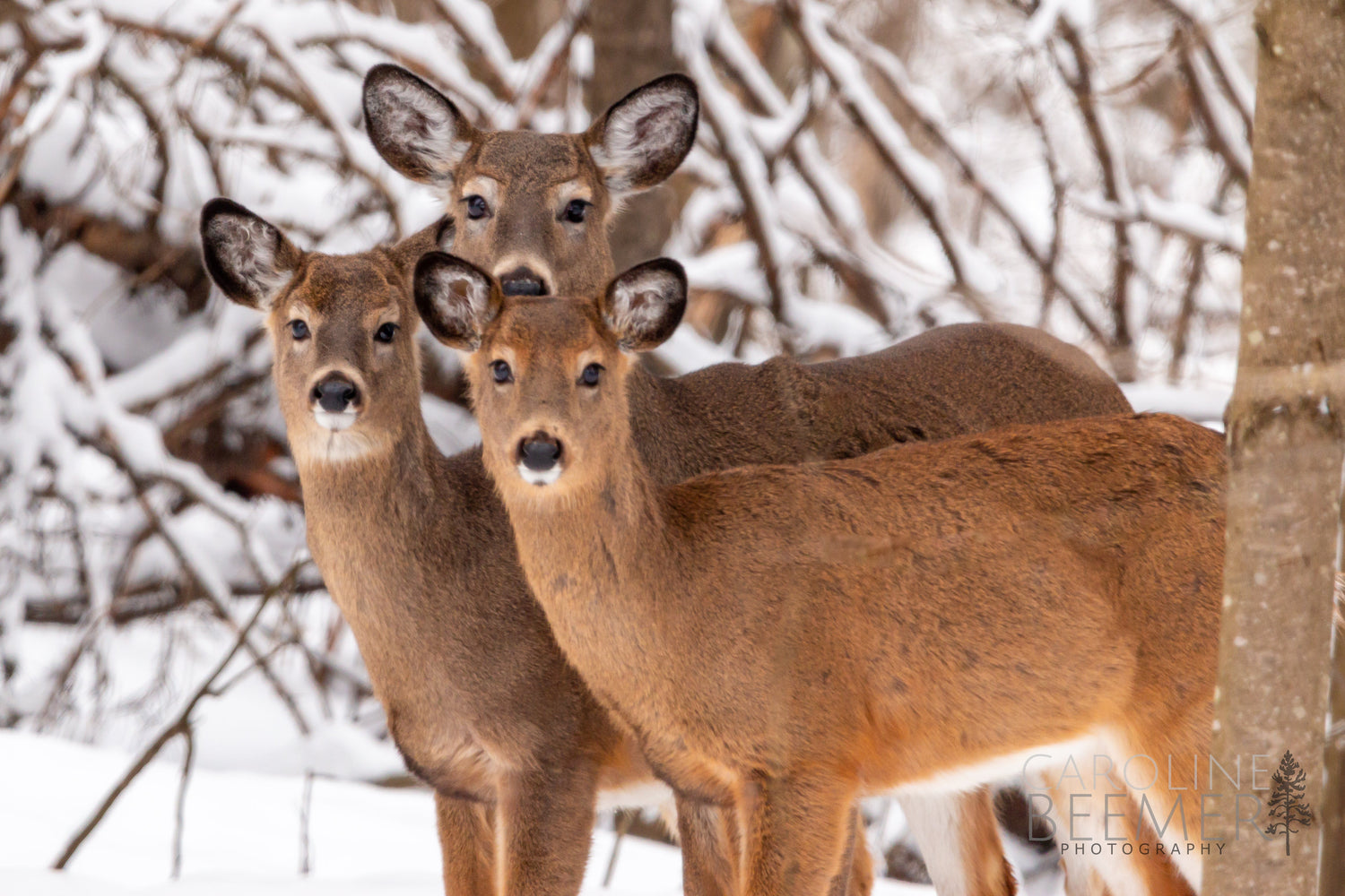 Algoma Wildlife