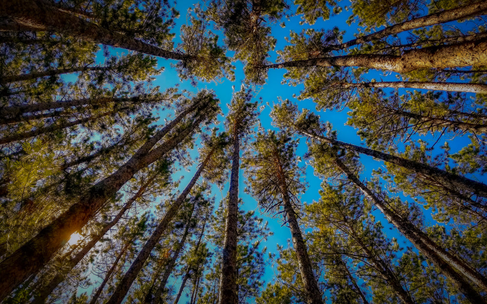 Forest Perspective 40X60 Canvas