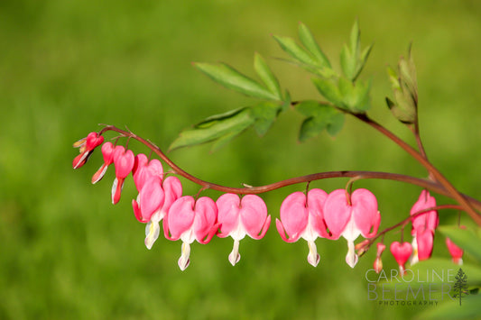 Bleeding Heart