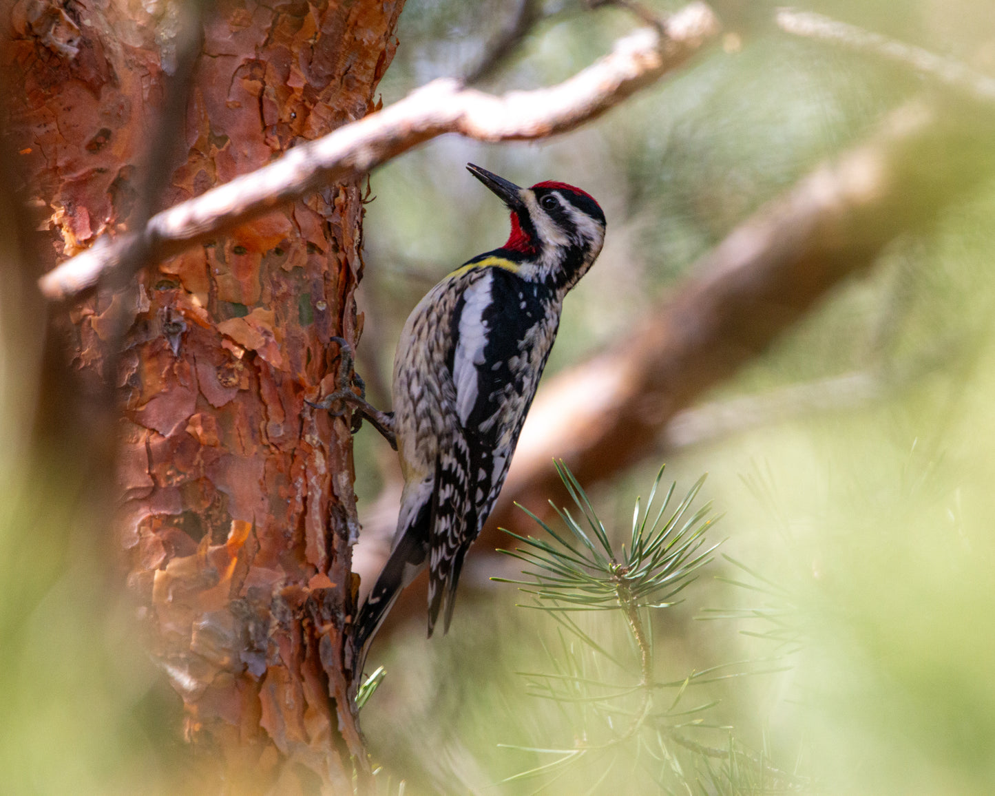 Yellow-bellied Sapsucker