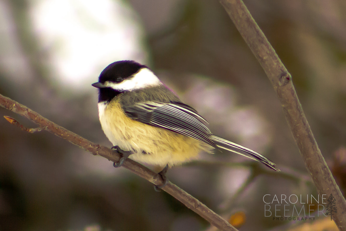 Black-capped Chickadee