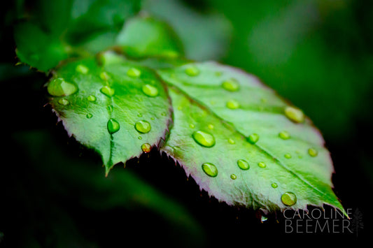 Raindrops on Rose Leaves