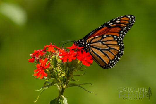 Monarch Butterfly