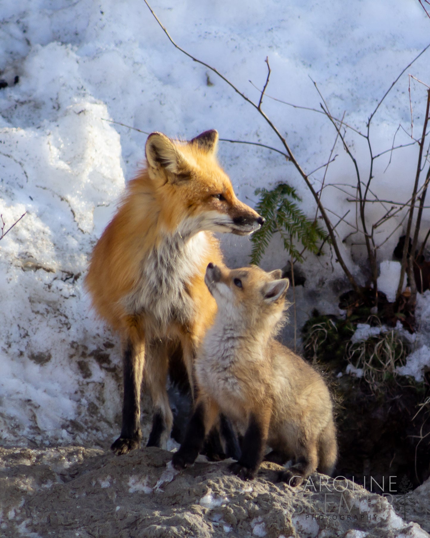 Vixen and Kit