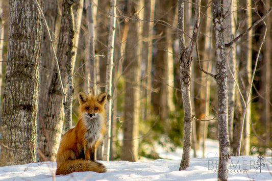 Red Fox Sitting on a Snowy Afternoon