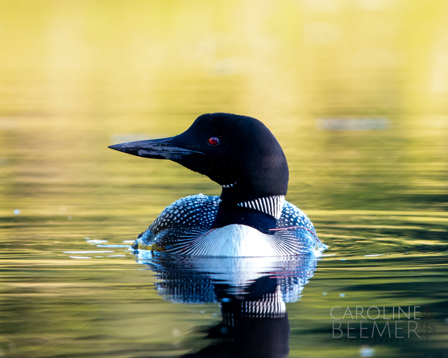 Common Loon