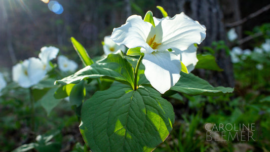 Trilliums in bloom