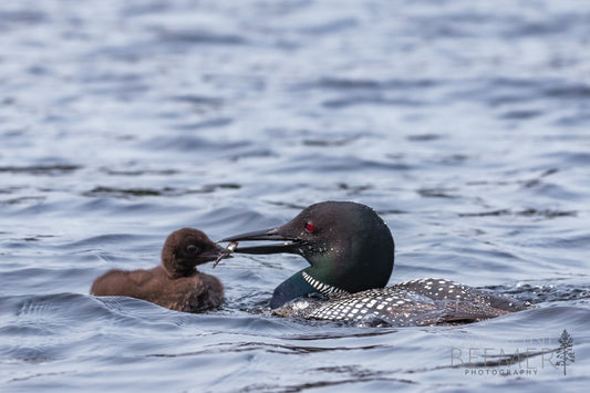 Dinner Time on Canoe Lake