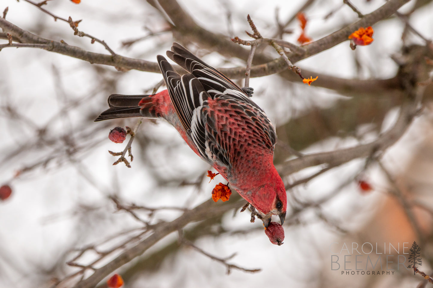 Pine Grosbeak