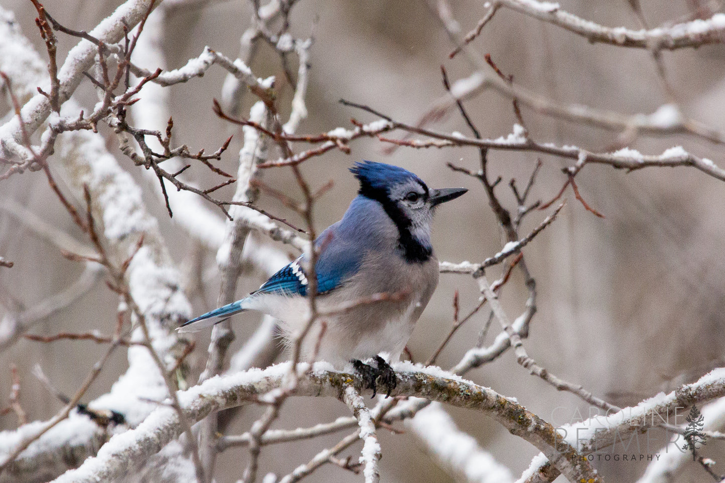 Blue Jay