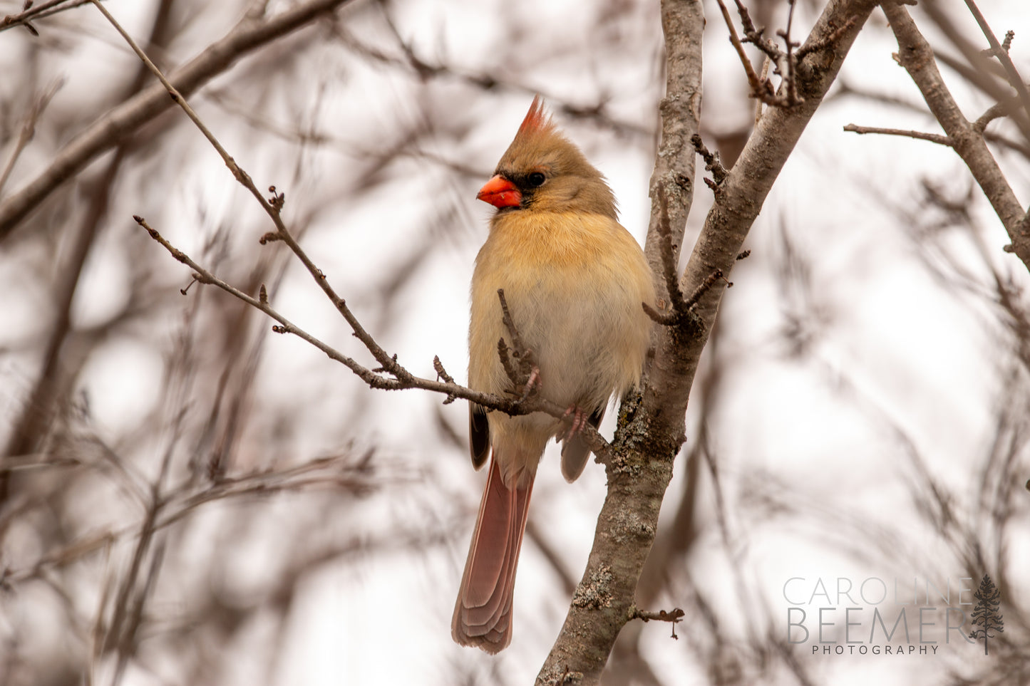 Northern Cardinal