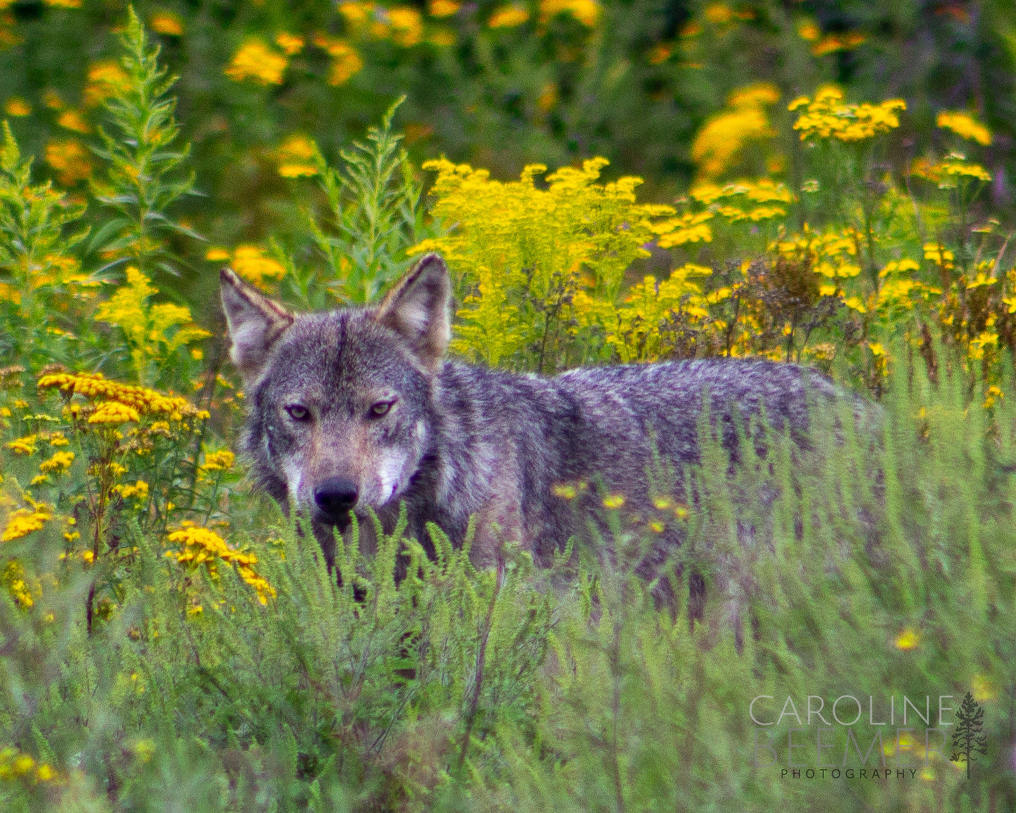 Grey Wolf