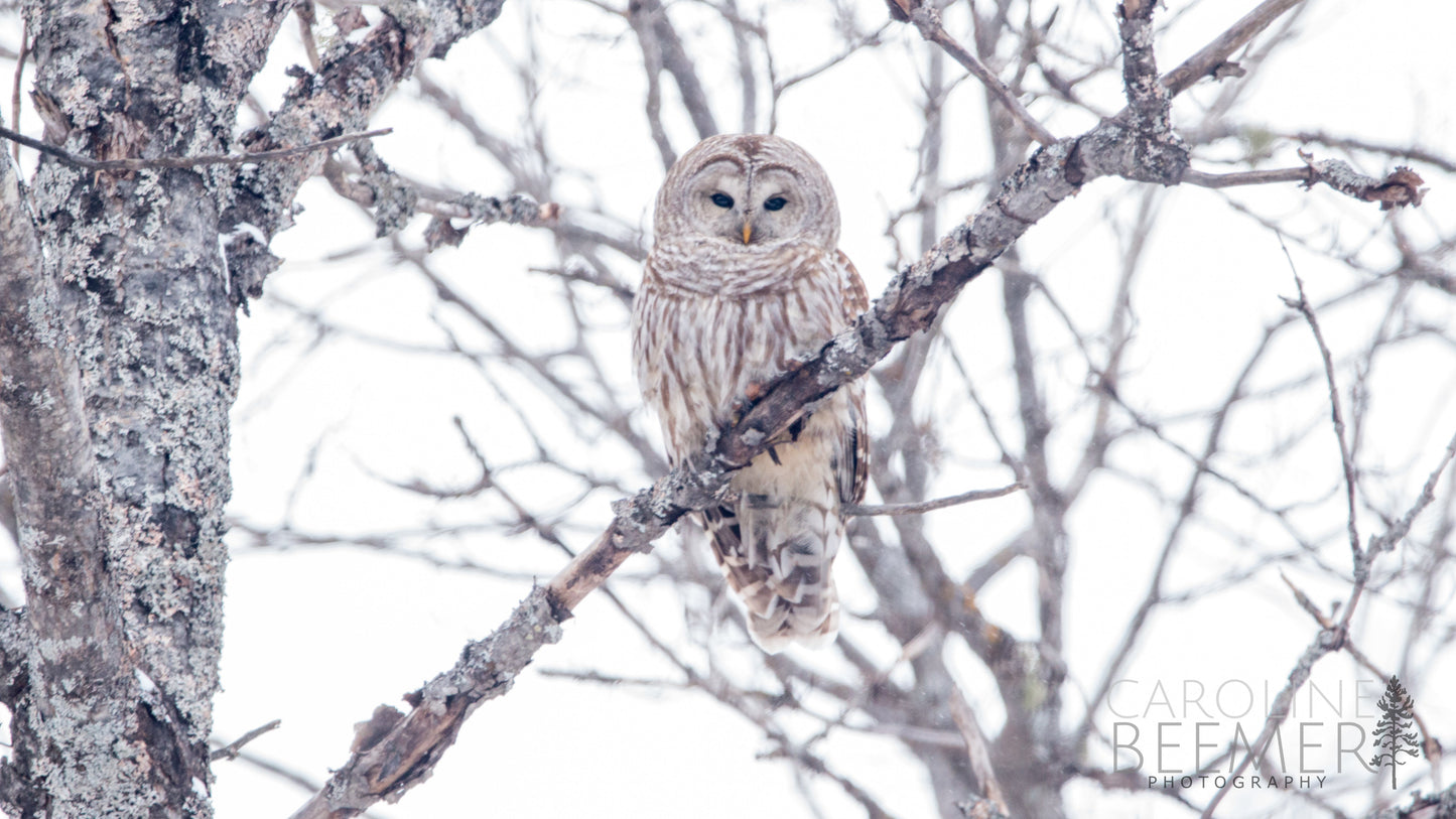 Winter Owl